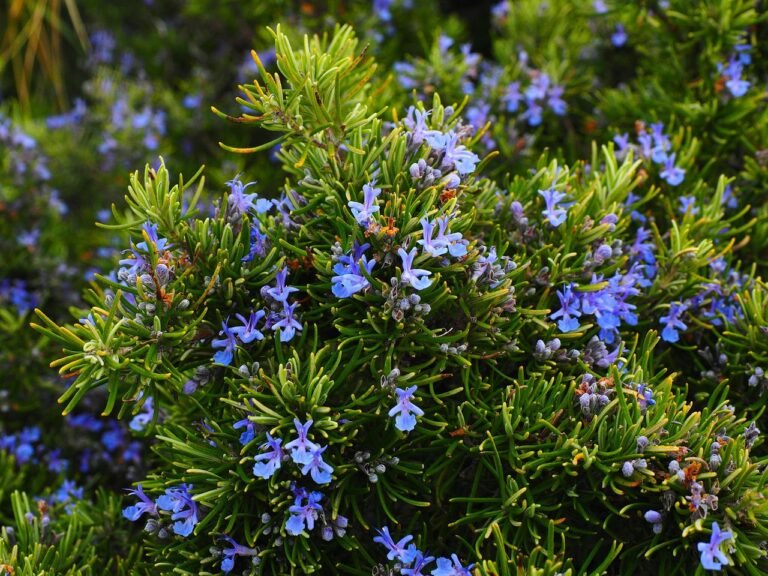 13 Easy-Care Patio Plants for a Colorful, Low-Maintenance Summer