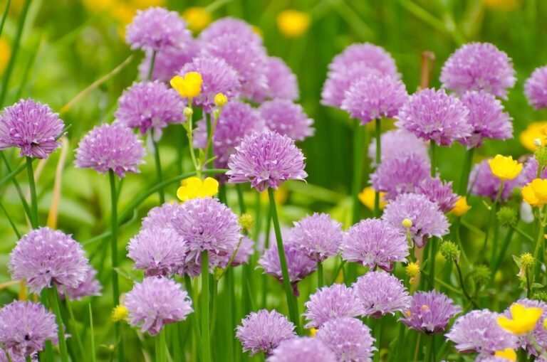 19 Sun-Loving Perennials for Pollinator Gardens