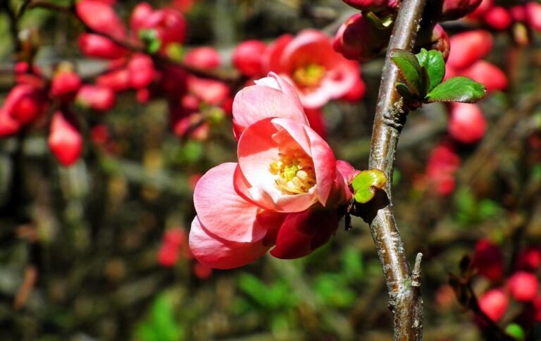 How to Grow Sweet Almond Bush in Your Garden