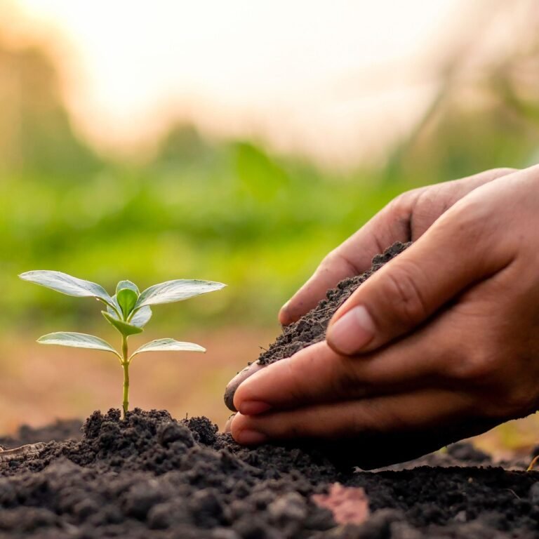 How to Get Free or Cheap Plants for Your Garden