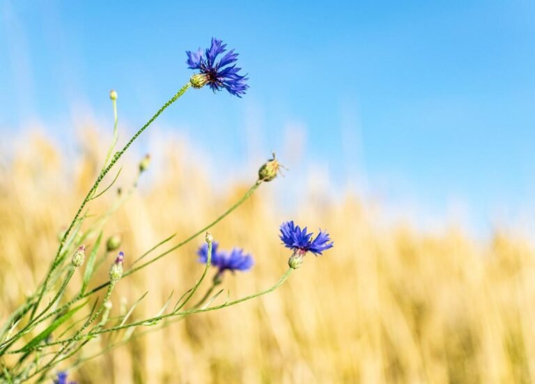 15 Native Wildflowers That Spread for Pollinators
