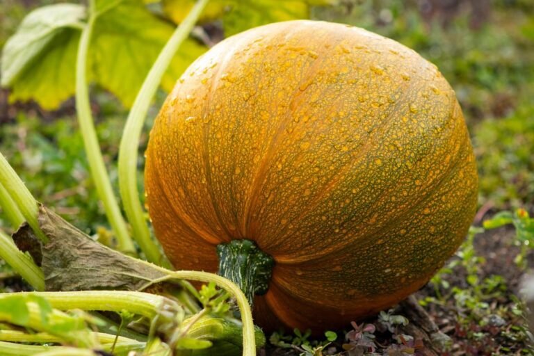 How to Grow Heirloom Squash in Your Garden