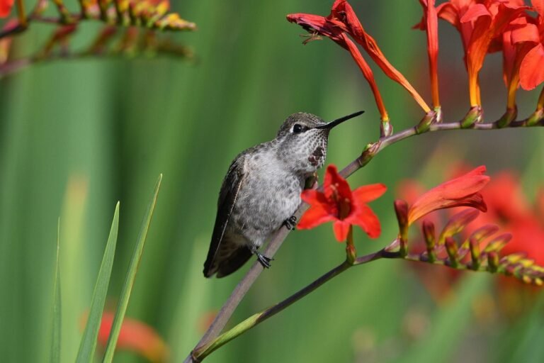 How to Grow Firecracker Bush for Hummingbirds