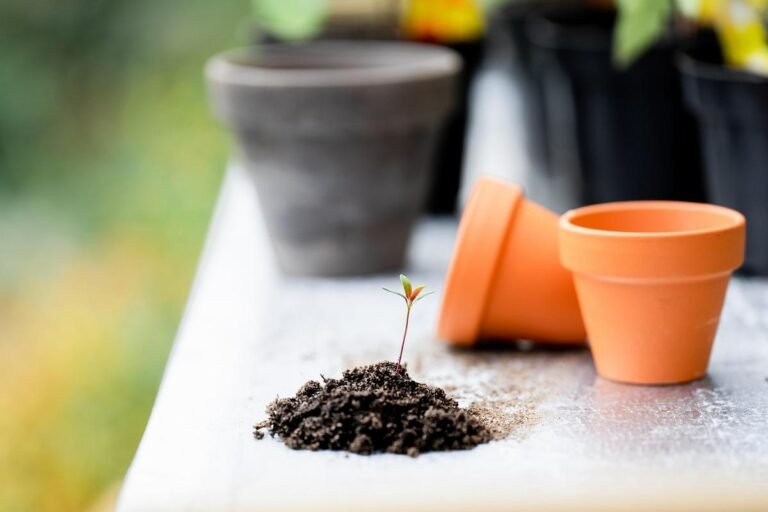 How to Water Your Garden During a Heat Wave